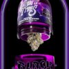 Black Magic Wizard Trees kaufen